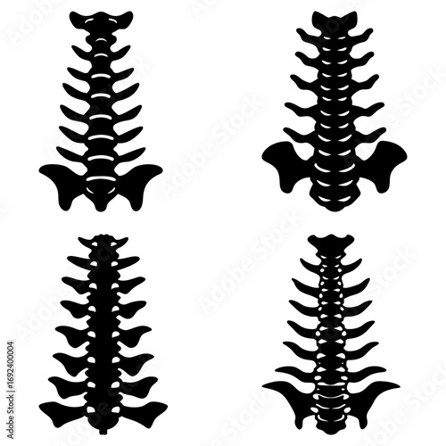 Four spinal column illustrations showing the anatomy of the human spine and skeletal structure in black and white