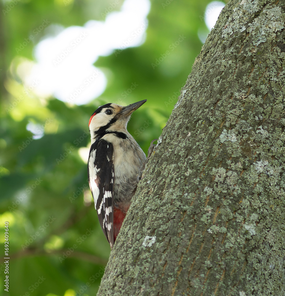 Naklejka premium Syrian woodpecker, Dendrocopos syriacus. A bird is sitting on a tree trunk