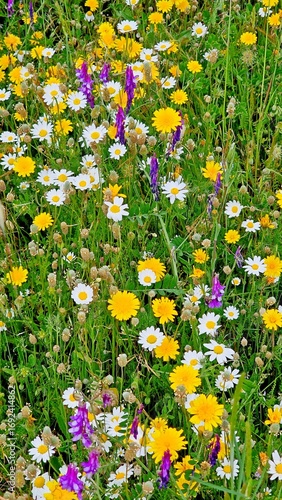 Fototapeta Naklejka Na Ścianę i Meble -  wildflowers field spring daisies lavender