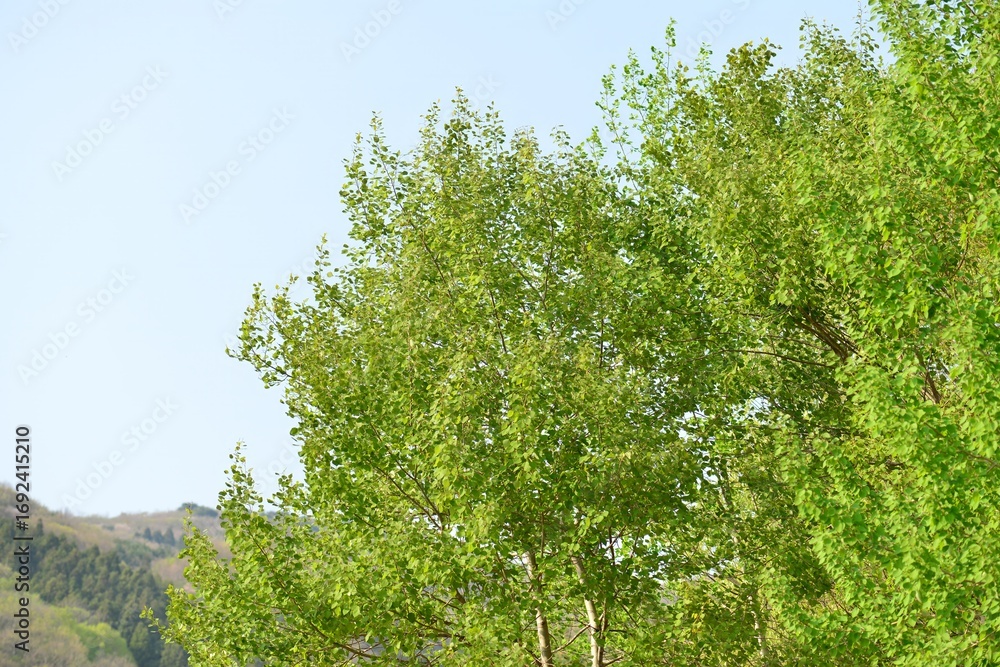 Fototapeta premium Aspen tree (Sasinamu), a deciduous Populus species native to Korea, valued for rapid sprouting, pollution resistance, timber, paper making, and medicinal bark