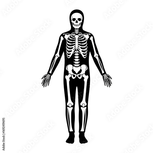 human skeleton isolated on white