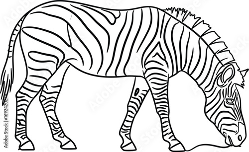 Simple line drawing of a zebra grazing peacefully in a field.