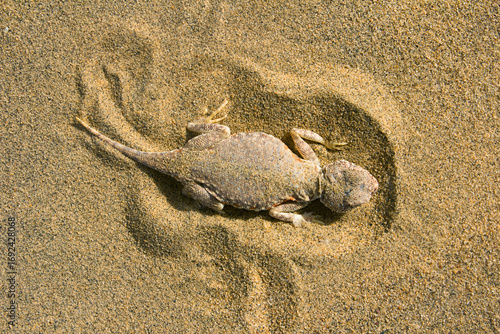 A Phrynocephalus mystaceus, commonly known as a Toad-headed Agama, situated in the Desert National Park, located in Rajasthan's Jaisalmer, India.