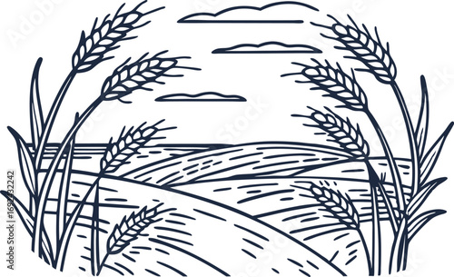 Wheat field landscape drawing ripe grain ears and rural meadow, countryside agricultural nature illustration