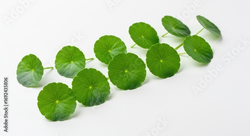 Arrangement green leaves