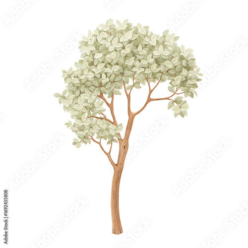 Cute green tree, watercolor isolated element nature for your cartoon design.