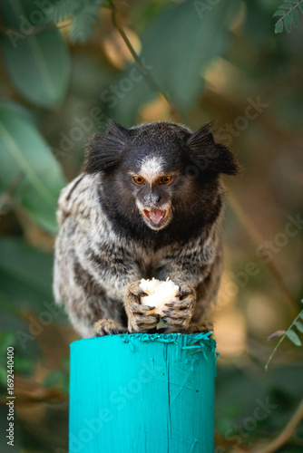 Photography Little monkey eating a piece of banana