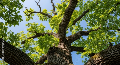 Gazing Up at a Mighty Oak's Gnarled Branches and Sunlit Green Canopy