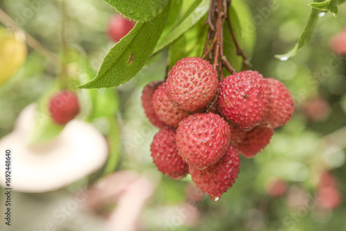 Fresh Lychee Fruit Picking in Zengcheng Guangdong China - Ripe Red Tropical Litchi on Tree Branch Ready for Harvest