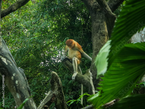 Photography Proboscis monkey male adult sleeping on the tree in the Singapore Zoological Garden