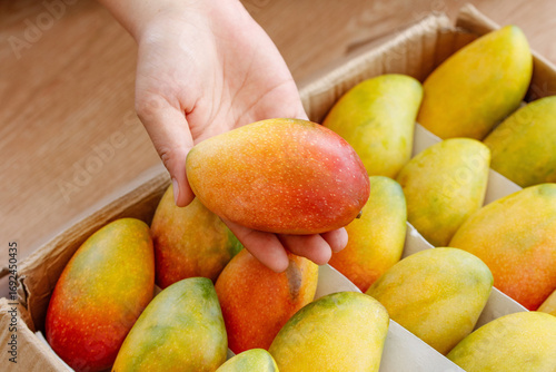 Photos Hand Holding Fresh Hainan Guifei Mango from Basket of Ripe Tropical Fruits