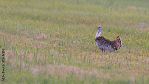 Seltene Großtrappe in natürlicher Wiesenlandschaft – schwerster flugfähiger Vogel Europas, geschützte Art und faszinierendes Symbol für Naturschutz und Biodiversität.