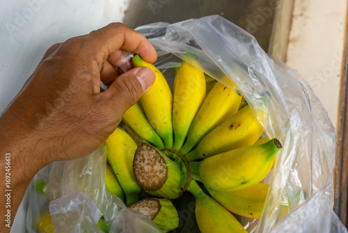 A person holds a bunch of ripe yellow bananas (Musa spp.)