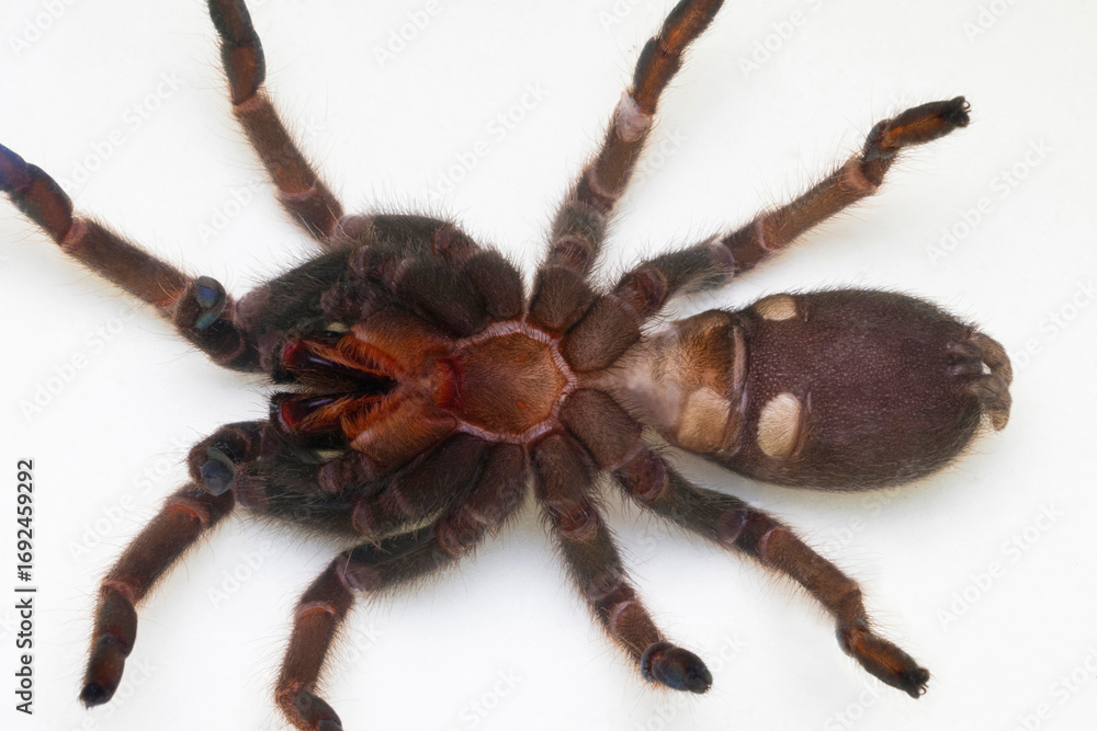 Εκτύπωση καμβά Ventral view of a mature female Haplocosmia cf