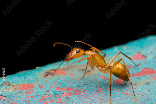 Photography Photograph of the Camponotus budhae (Buddha's Carpenter ant), taken in Himachal Pradesh, India