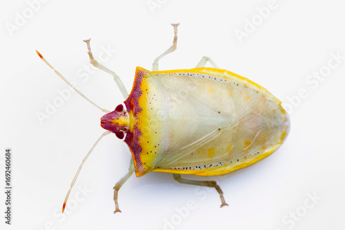 Priassus sp., a member of the Pentatomidae family also known as stink bugs, includes various plant-eating pests and a few species that are predacious.