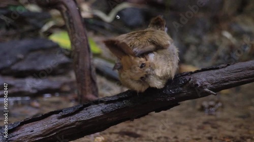 Many species of birds bathe in shallow streams in the tropical rain-forest.