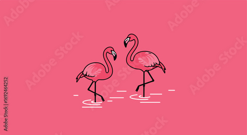 Pink flamingos wading