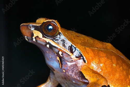 Wall Mural Detailed close-up of Xenophrys major, a prevalent toad species, indigenous to Northeast India, Burma, Thailand, Cambodia, Laos, Vietnam, and Southern China