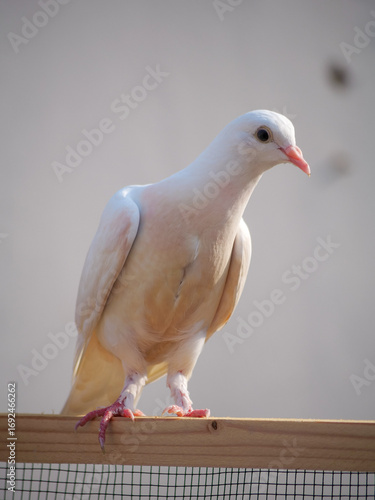 white pigeon on the ground