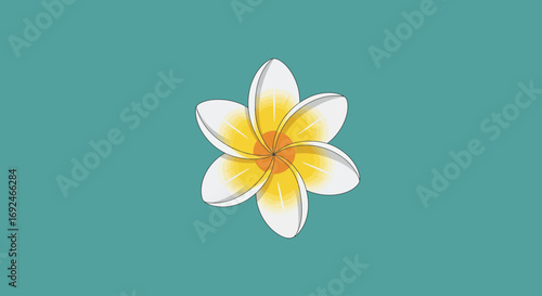 Vector Illustration of Plumeria Frangipani Tropical Flower