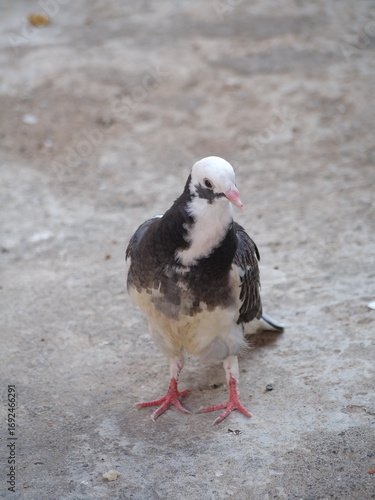 seagull on the beach