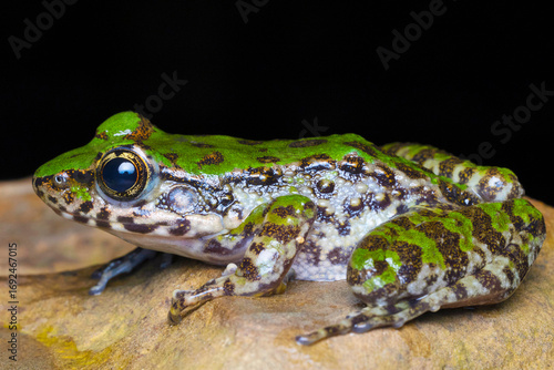 Image of a frog species, Odorrana sp., captured within the Indo-Burma region.