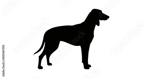 Vector Silhouette Illustration of Schiller Hound Dog Breed Isolated on White