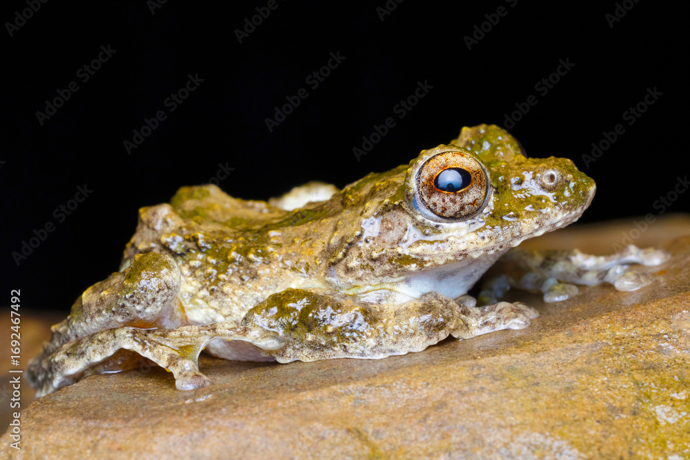 Fototapeta premium A Kurixalus species (Rhacophoridae family frog) photographed in the Indo-Burma biodiversity hotspot.