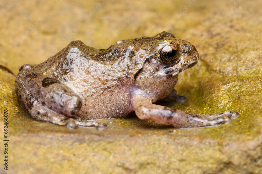 Fototapeta premium Raorchestes, a genus of frogs from the Rhacophorinae subfamily, inhabits regions of South and Southeast Asia.