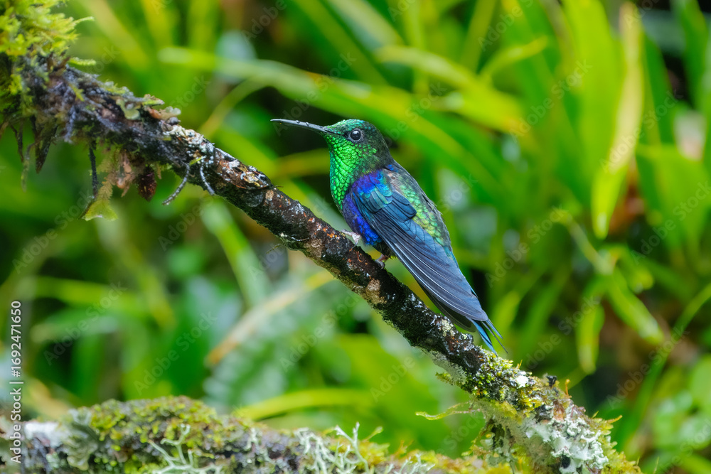 Obraz premium Best Humminbird from Ecuador in the flight, wildlife from tropical jungle. Colibri, birds known for their vibrant colors, long, slender bills, and ability to hover while rapidly beating their wings.