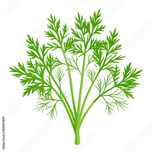 dill isolated on white background