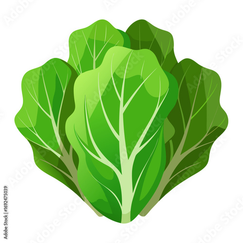 green cabbage isolated on white