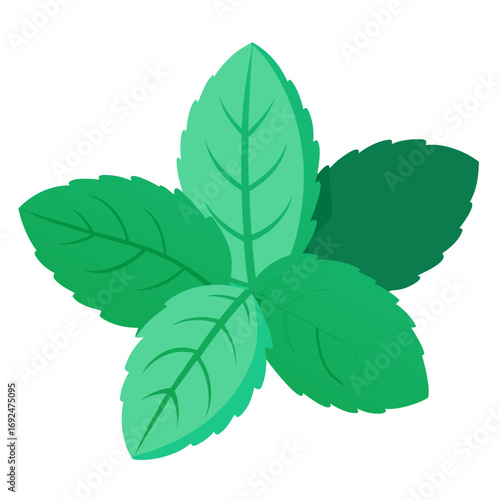 mint leaves isolated on white background