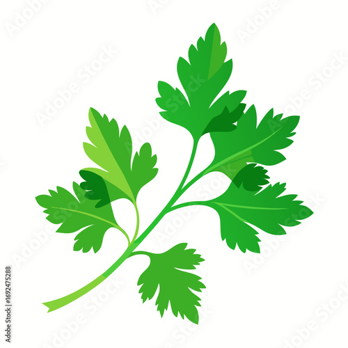 parsley isolated on white background