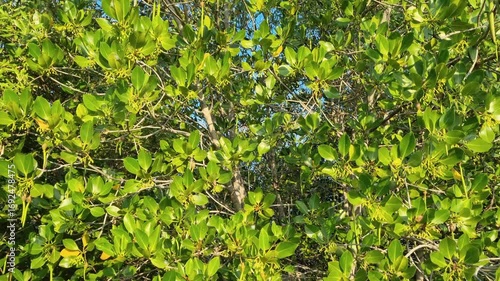 Wallpaper Mural Mangrove with fruits at the river Pamekasan, Indonesia in the afternoon Torontodigital.ca