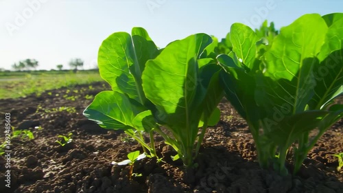 Vibrant Green: Young Plants Growing in Sunlight, Close-Up Timelapse
