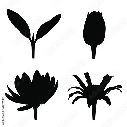 Elegant black silhouettes of blooming flowers and seedlings minimalist plant graphics silhouette vector illustration white background