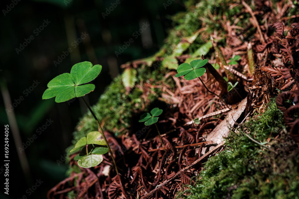Fototapeta premium 日本の山岳風景