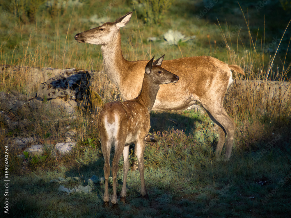 Obraz premium I cervi del Parco Nazionale d'Abruzzo - Stagione del Bramito