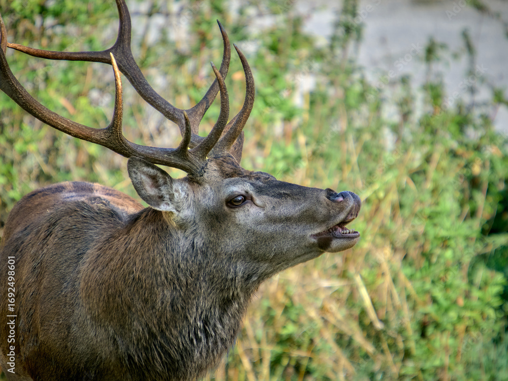 Fototapeta premium I cervi del Parco Nazionale d'Abruzzo - Stagione del Bramito