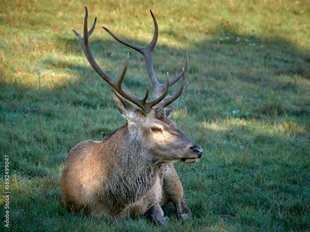 Fototapeta premium I cervi del Parco Nazionale d'Abruzzo - Stagione del Bramito