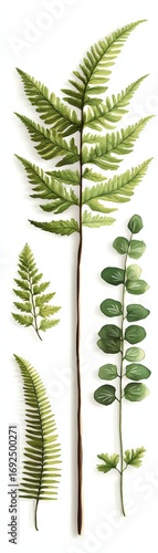 green fern leaves on white background clip art preview