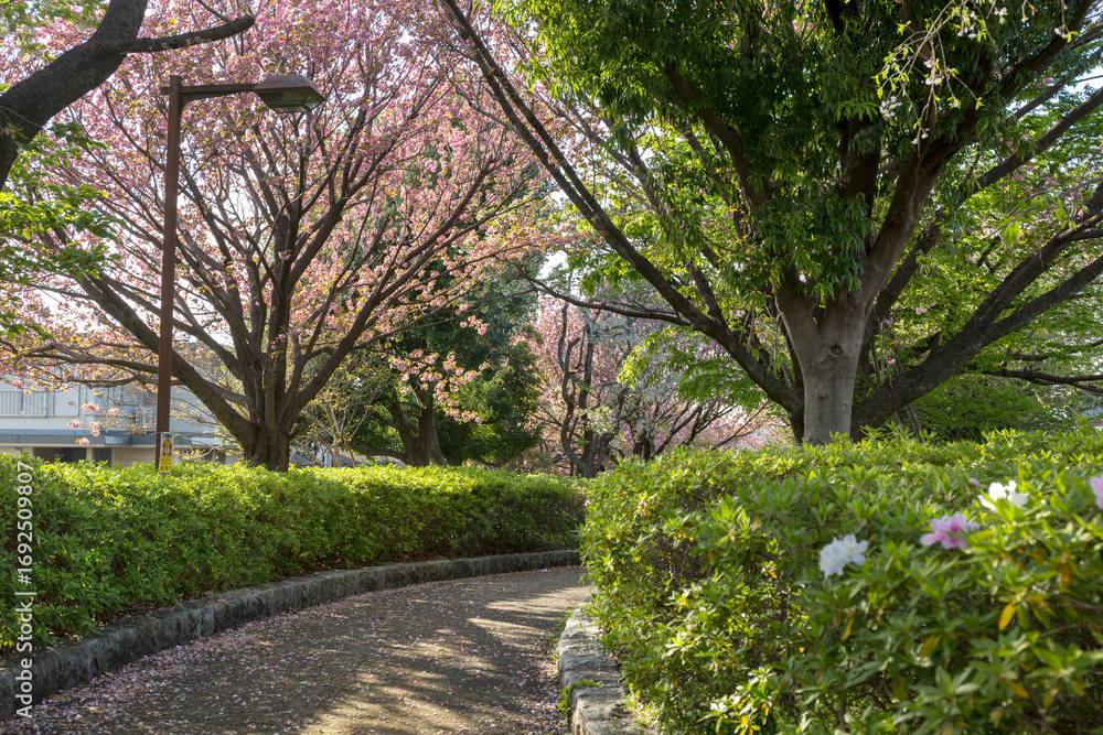Fototapeta premium さくらの散歩道＜神奈川県大和市つきみ野7丁目＞