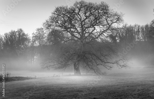 Noir et blanc avec un chêne solitaire dans la brume, de façon artistique et émotive