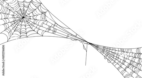 Illustration of a spiderweb with a detailed and intricate web design