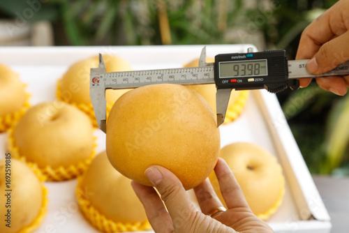 Hand measuring golden pear with digital calipers for fruit quality control and packaging