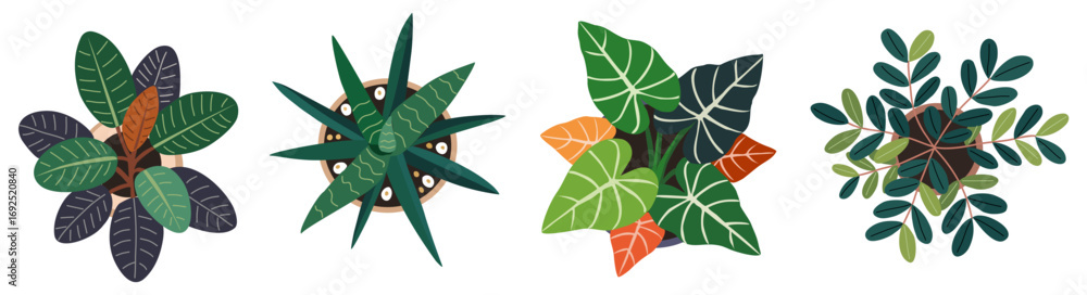 Obraz premium Set of colorful house plants top view. Includes ZZ plant, Snake plant, Alocasia, Rubber Plant. Vector green leaves for interior design, landscaping, and architectural elements