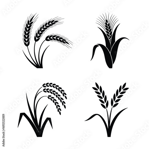 Minimalist black wheat stalk silhouettes four varieties agricultural harvest icons simple elegant design silhouette vector illustration white background