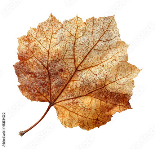Wallpaper Mural Falling autumn leaf forest floor nature calm isolated on transparent background Torontodigital.ca